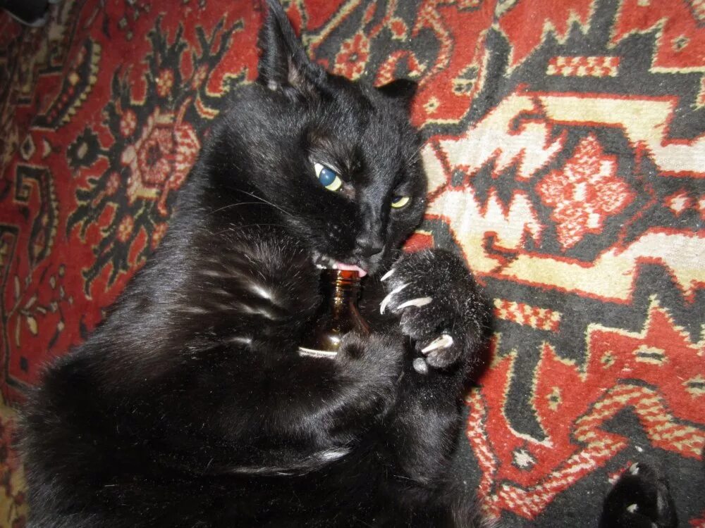 Под валерьянкой. Валерьянка для кошек. Кошка под валерьянкой. Черный кот пьет.