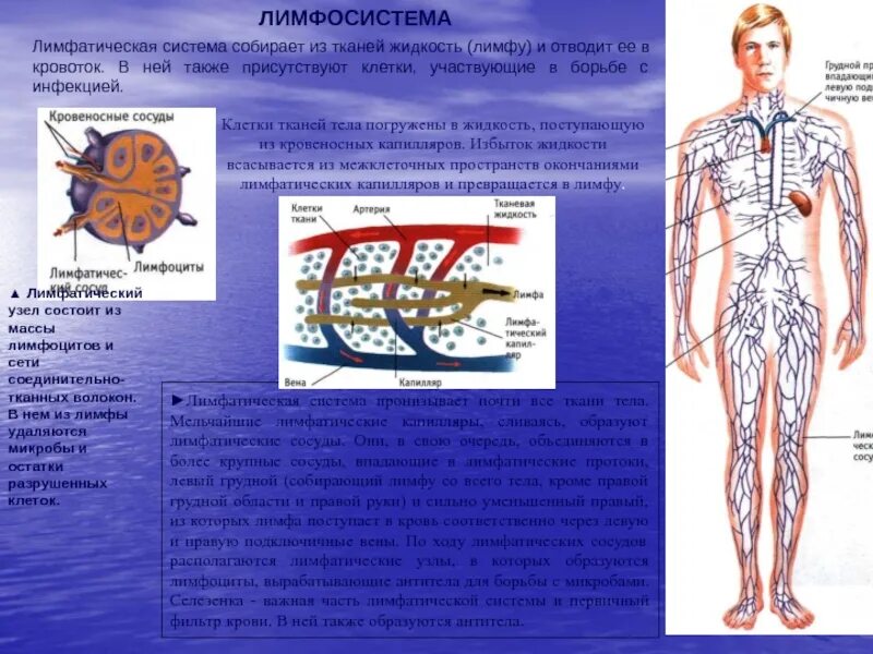 Собирается лимфа. Ткани из которых состоит лимфатическая система. движение жидкости в лимфатических сосудах. лимфатические сосуды человека. сосуды лимфатической системы.