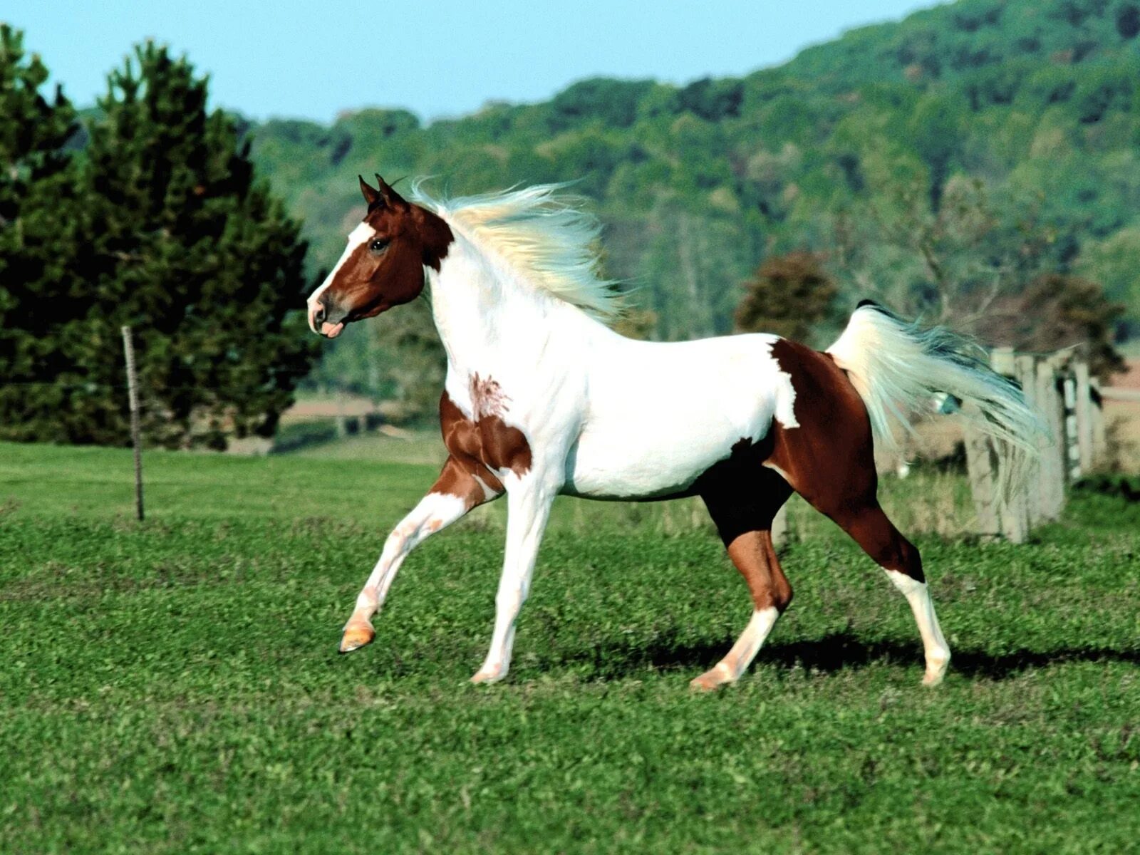 Horse pictures. Американский Пейнтхорс. Лошадь породы Пинто. Пегий Мустанг. Жеребята породы Пинто.