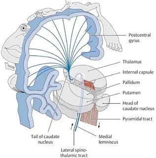 Internal d