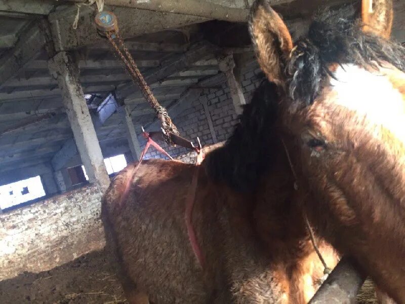 Селфи с лошадью. Издевательство над лошадью. Лошадь издевательство. Лошади над которыми издевались. Лошади издевательство.