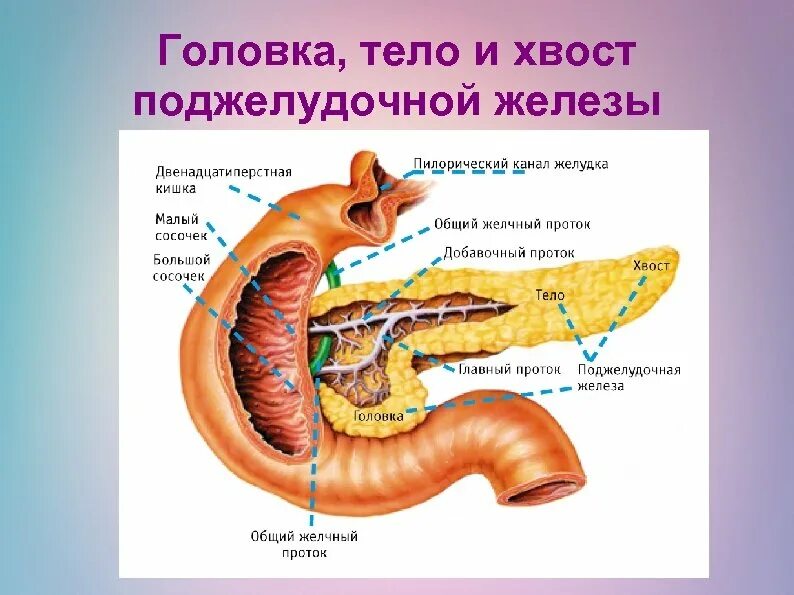 Поджелудочная железа отечность