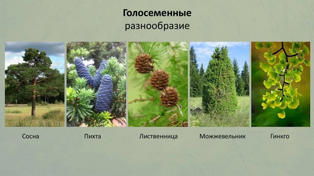 Приведи 3 примера голосеменных растений