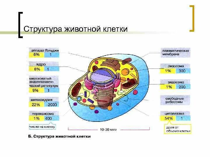 Какие есть функции клетки. Состав животной клетки и функции. Животная клетка строение и функции. Состав клетки животного. Клетка состав строение.