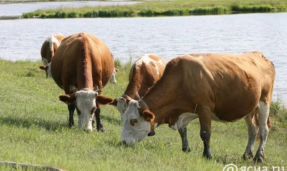 Молока якутия. Якутская корова. Животноводство якутских коров. Сельское хозяйство горный улус. Сельское хозяйство Якутии.