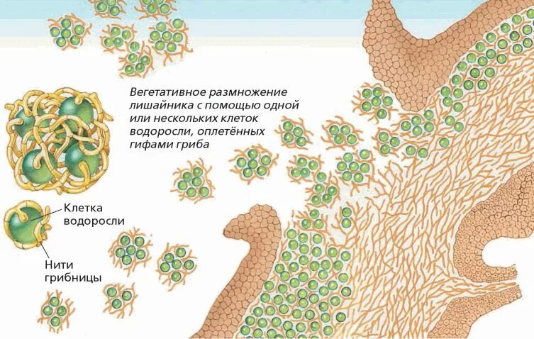 2 лишайники размножаются. Лишайники размножение схема. Половое размножение лишайников схема. Размножение лишайников схема. Половое размножение лишайника.