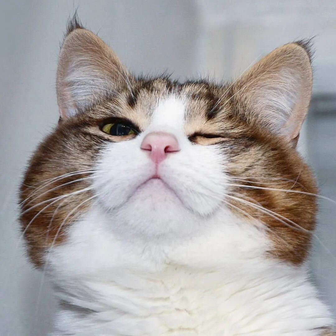 Улыбка кота. Кот смеется. Довольный прикол. Веселый кот. Котики смешные.