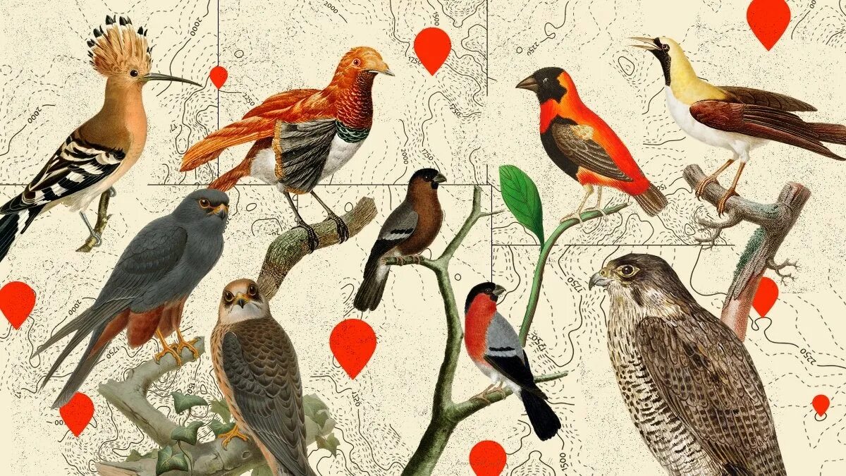 Птицы живущие рядом. Фреска с изображением птиц. Коллекция птичек живых. Обои на телефон живые птицы. Изображение мемной птицы.