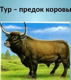 Что такое тур лесной бык