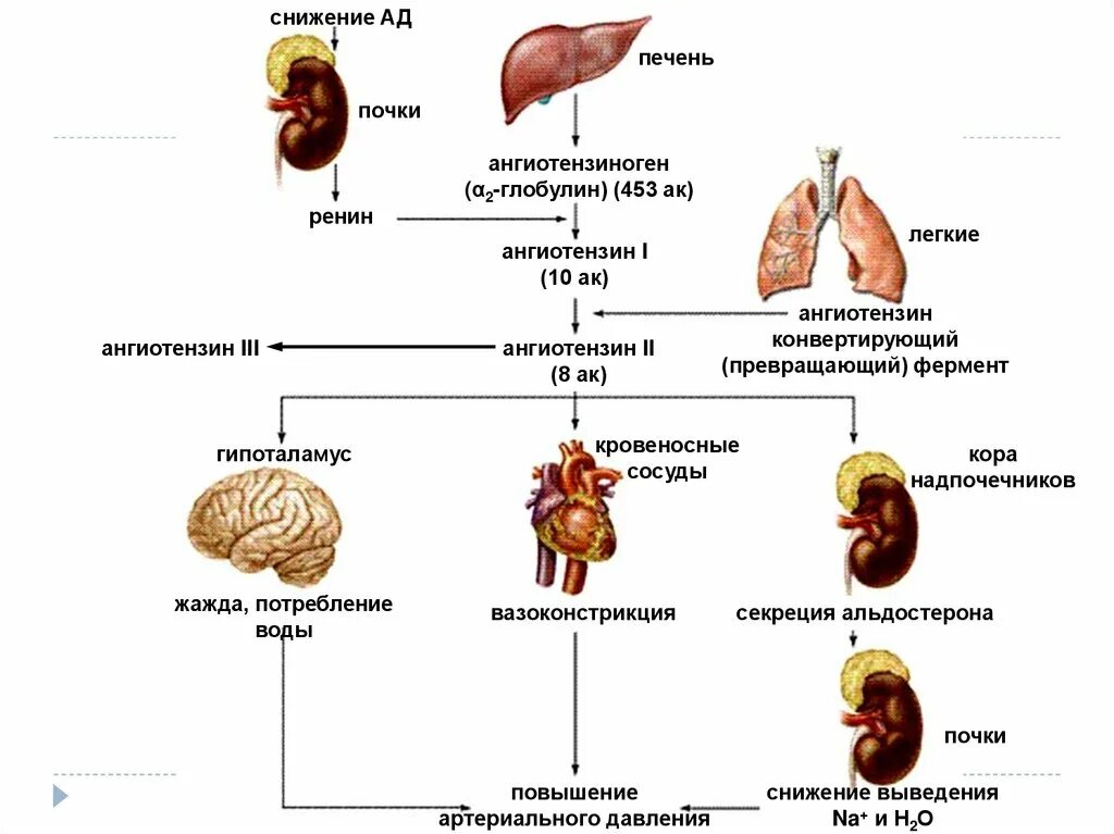 Влияние печени на почки. Ренин-ангиотензин-альдостероновая система функции. Регуляция ренин-ангиотензин-альдостероновая система. Активация ренин-ангиотензин-альдостероновой системы (РААС).. Ренин-ангиотензин-альдостероновая система схема.