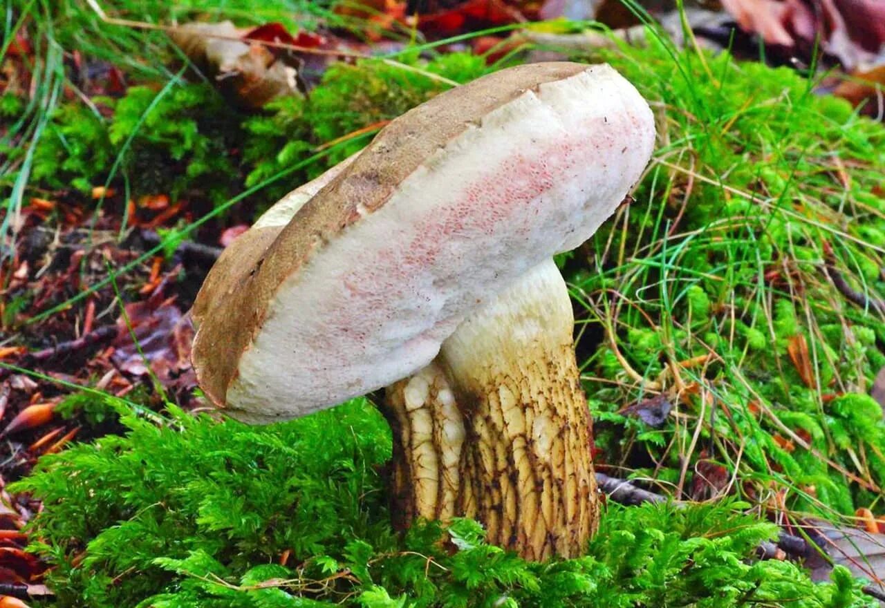 Белый гриб признаки. Желчный гриб горчак. Горчак, ложный белый гриб. Ложный Боровик, желчный гриб. Tylopilus felleus – желчный гриб.