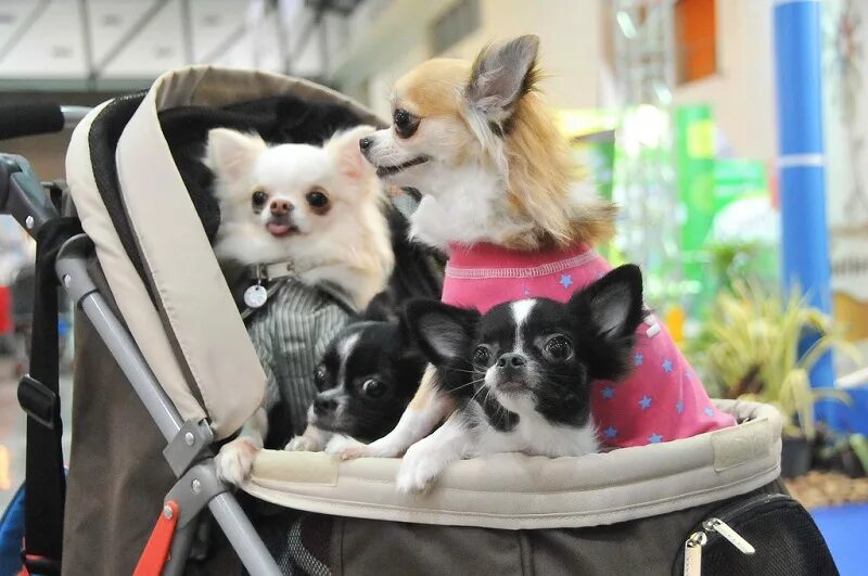 Чихуахуа беби. Стая чихуахуа. Чихуахуа побольше. Чихуахуа арчи. Чихуахуа мексиканская порода.