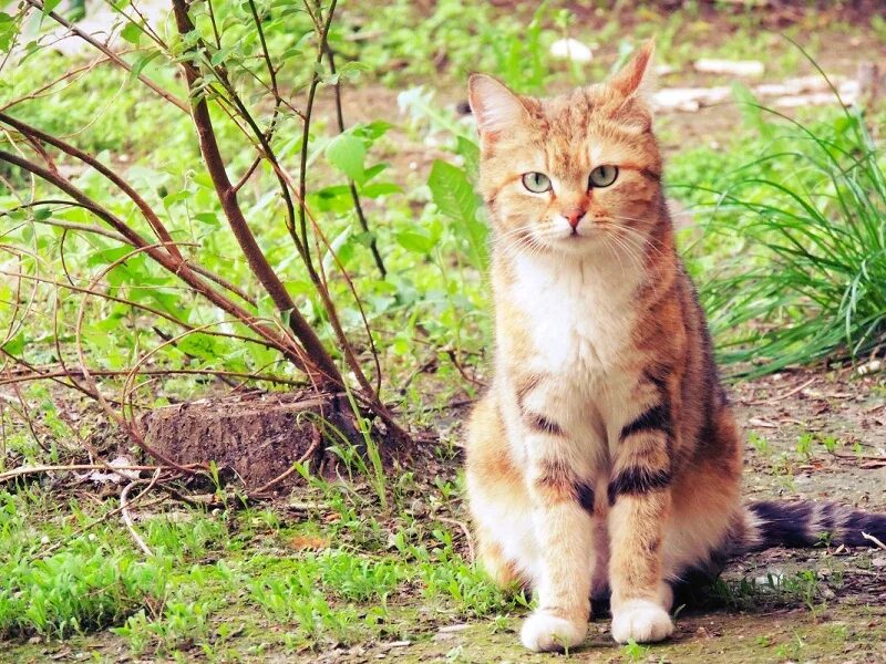 Дворовая беспородная кошка. Красивые дворовые кошки. Кот дворняжка. Дворовый котенок. Беспородная ты сидишь голодная