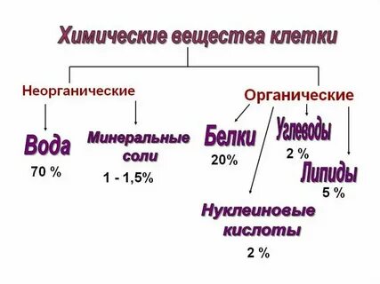 Энергетические вещества клетки