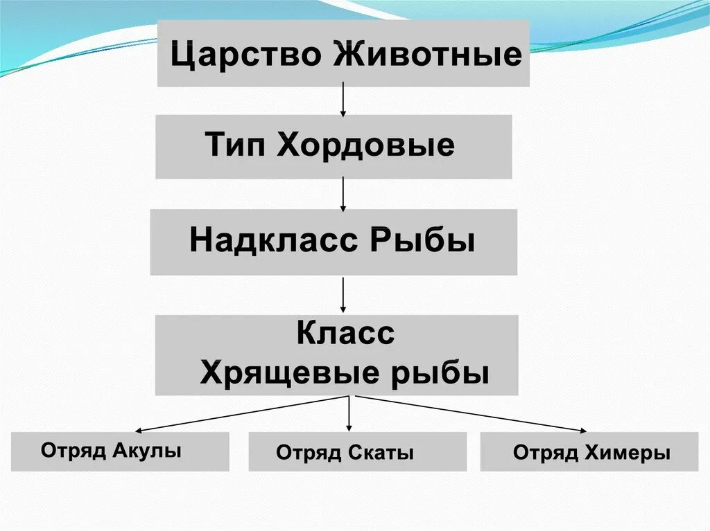 Классификация и систематика рыб. Классификация костных рыб схема. Классификация надкласса рыб схема. Систематика рыб схема 7 класс. Классификация рыб класс