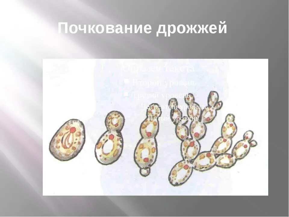 Размножение дрожжей спорами. Почкование дрожжей. Размножение дрожжей биология. Почкование дрожжей способ размножения. Почкование хлебных дрожжей.