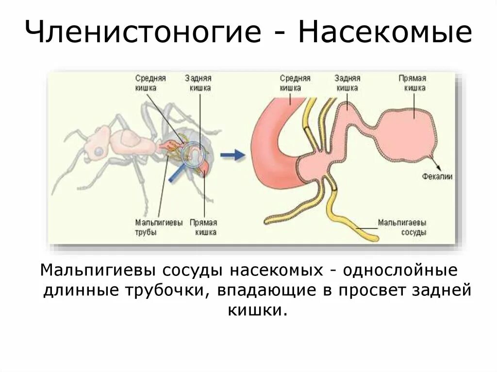 Представители какого класса имеют мальпигиевы сосуды. Мальпигиевы сосуды строение. Мальпигиевы сосуды у членистоногих. Мальпигиевы сосуды насекомых. Мальпигиевы сосуды система органов.