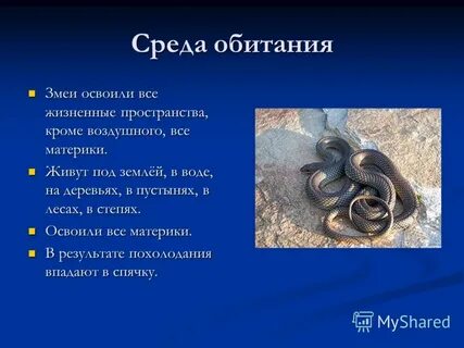 Гадюка среда обитания