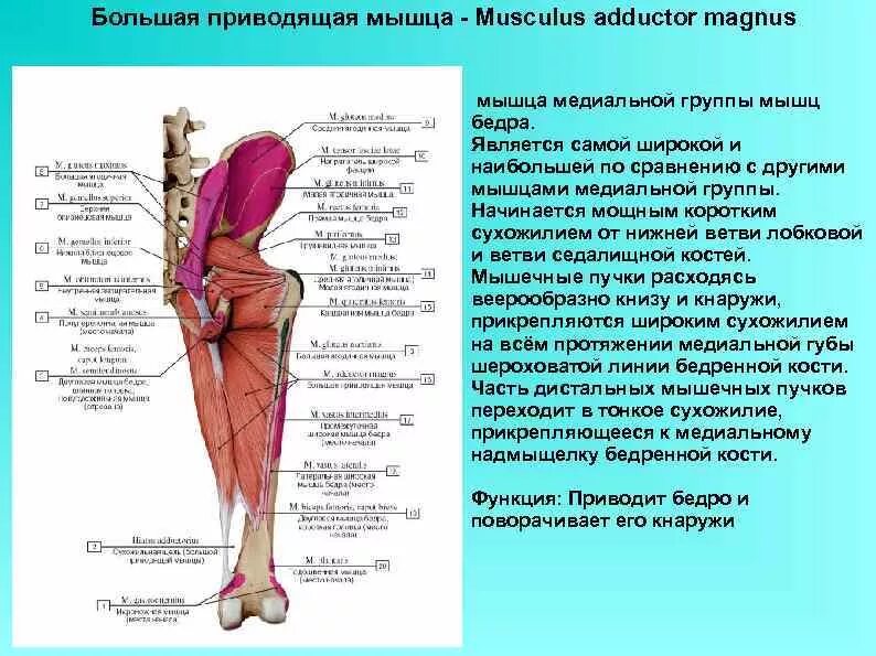 Функции приводящих мышц. Большая приводящая мышца (m. Adductor Magnus). Иннервация большой приводящей мышцы. Большая приводящая мышца иннервация и кровоснабжение. Мышцы медиальной группы мышц бедра.