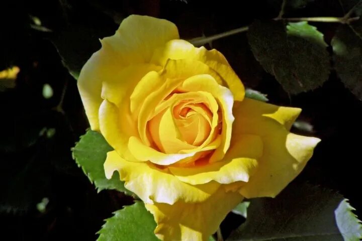 Желтые розы фото и названия Pin by JPoeloeng on X1 : Roses Yellow roses, Planting roses, Rose