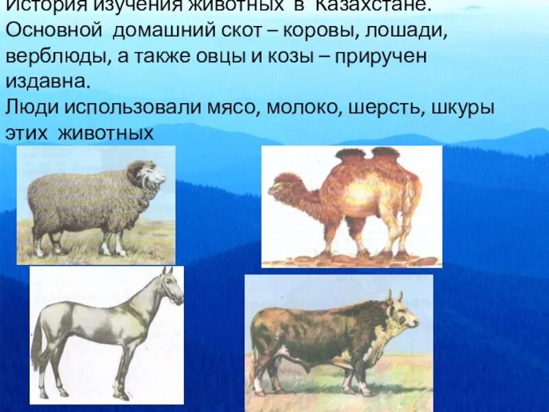 Animal рассказы. Истории про животных. Домашние животные Казахстана. Животные в истории. Звериные истории коровы.