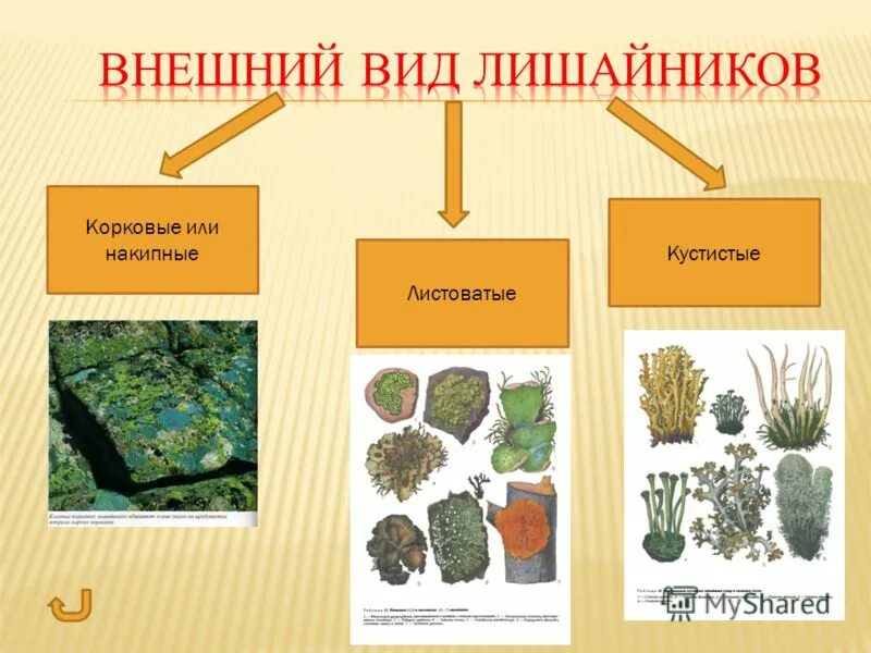 Лишайники накипные листоватые. Накипные лишайники представители. Лишайники виды листоватые,кустистые,накипные. Накипные листоватые кустистые.