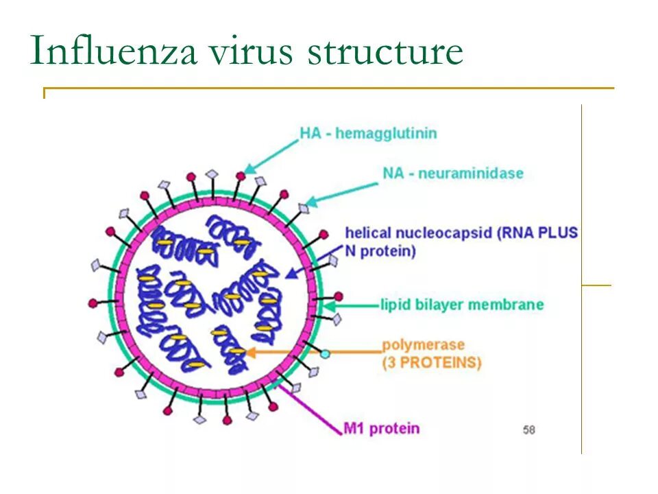 The virus can be. Ортомиксовирусы микробиология рисунок. Ортомиксовирусы микробиология морфология. Orthomyxoviridae строение вириона. Структура вириона ортомиксовирусов.