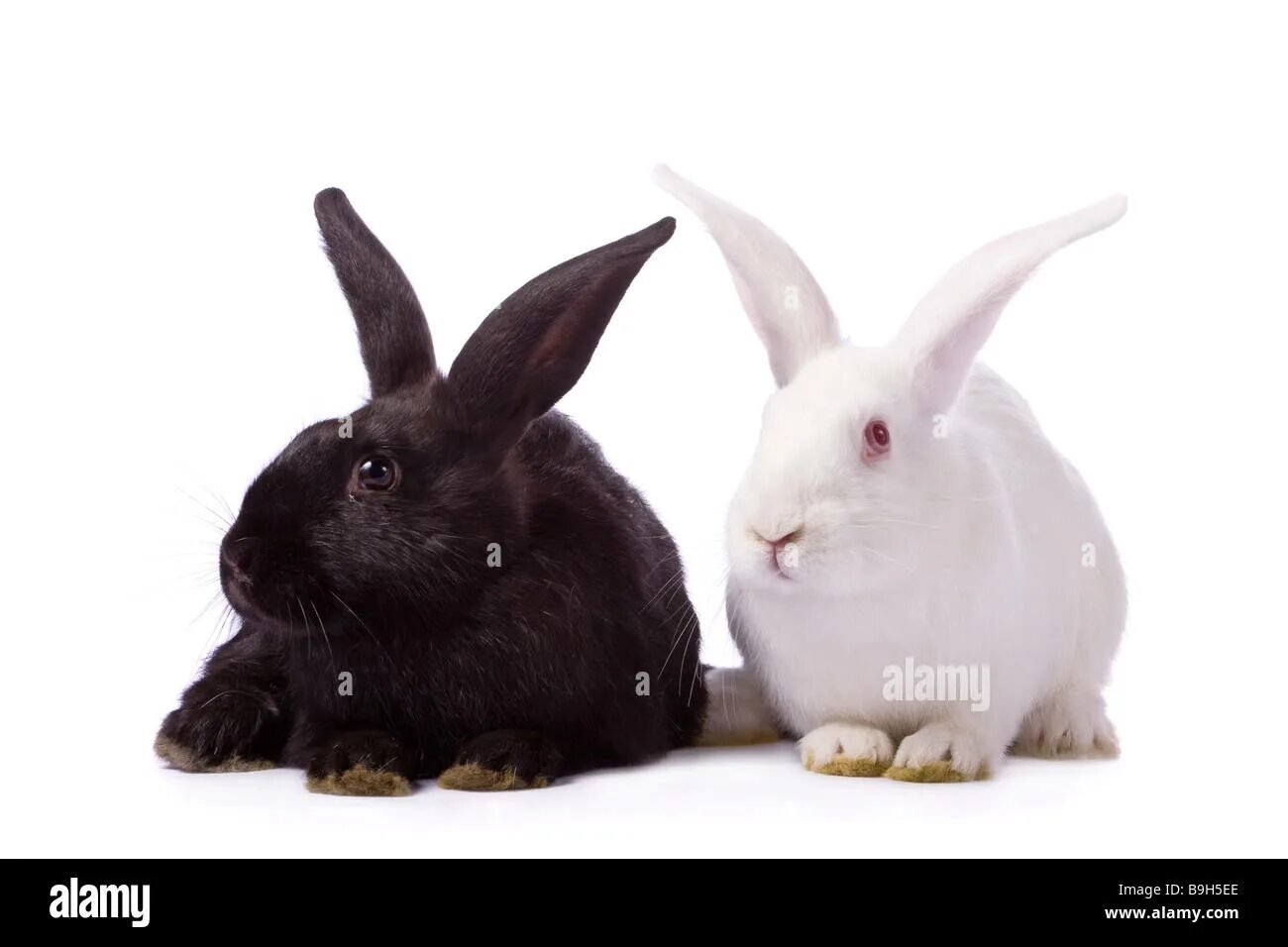 Rabbit type