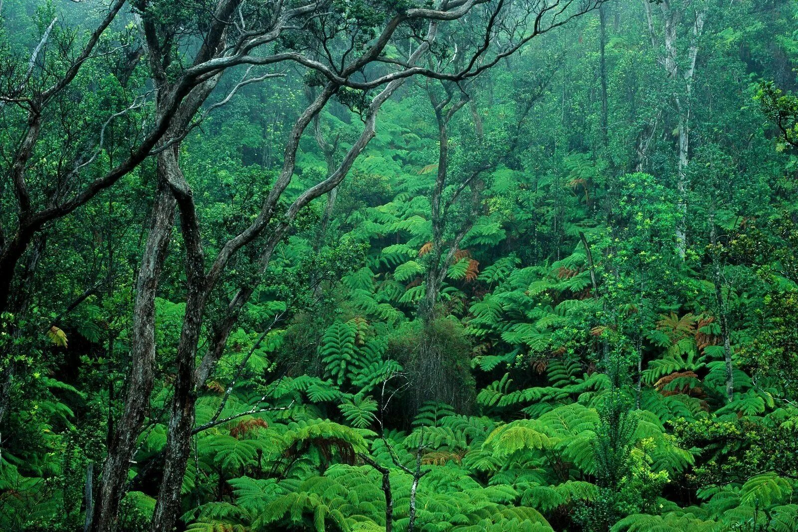 Тропические леса Ацинананы. Тропические леса на Гавайях. Сельва Африки. Влажные тропические леса Африки.