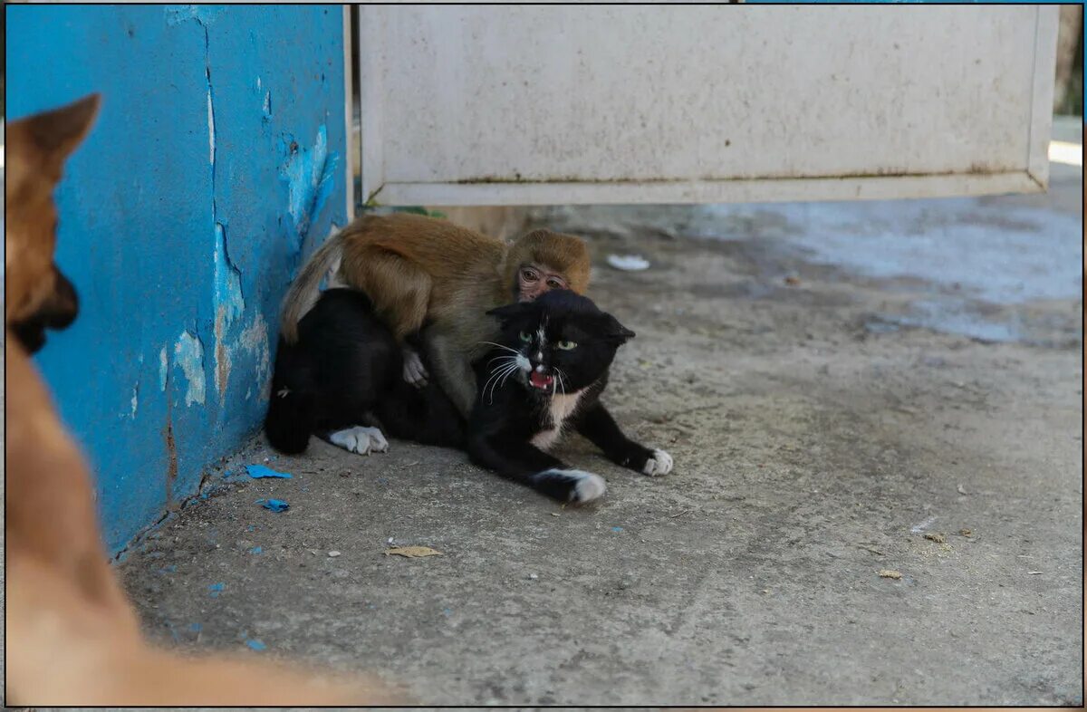 Коте обезьянка. Кошка защищает. Собака защищает кошку. Кот защищает кошку. Отважный котенок.