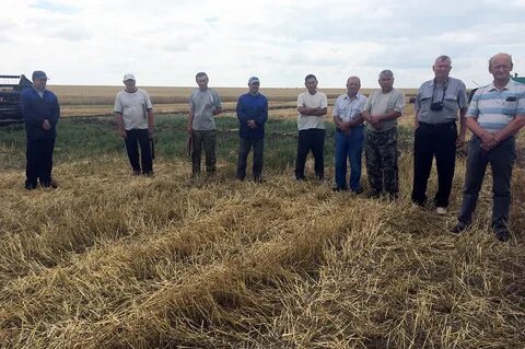 Погода зерновом дергачевского р н саратовской обл