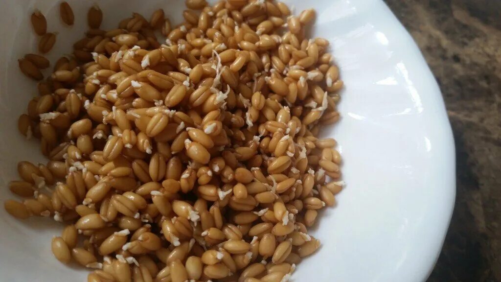Зародыши пшеницы пророщенные. Замачивать рожь. Замачивать рожь. Пророщенное зерно ржи. Пророщенная пшеница.