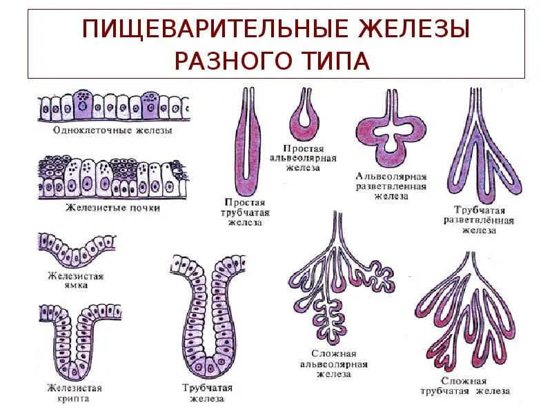 Пищеварительные железы. Крупные железы пищеварительного тракта. Типы желез и названия.