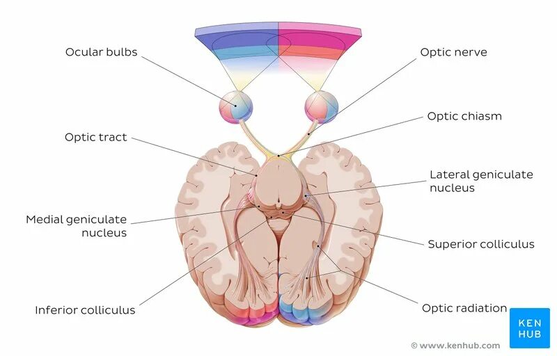 Зрительный нерв анатомия. Сегменты зрительного нерва. Где находится зрительный нерв у человека. Нервус Оптикус анатомия схемм.