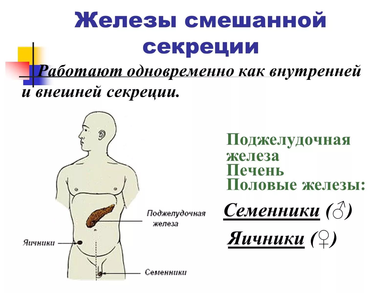 Схема желез смешанной секреции. Эндокринная система железы внутренней и внешней секреции. Железы смешанной секреции схема строения. Рисунок железы смешанной секции.