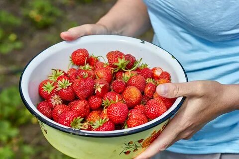 Саммер бриз роуз клубника отзывы