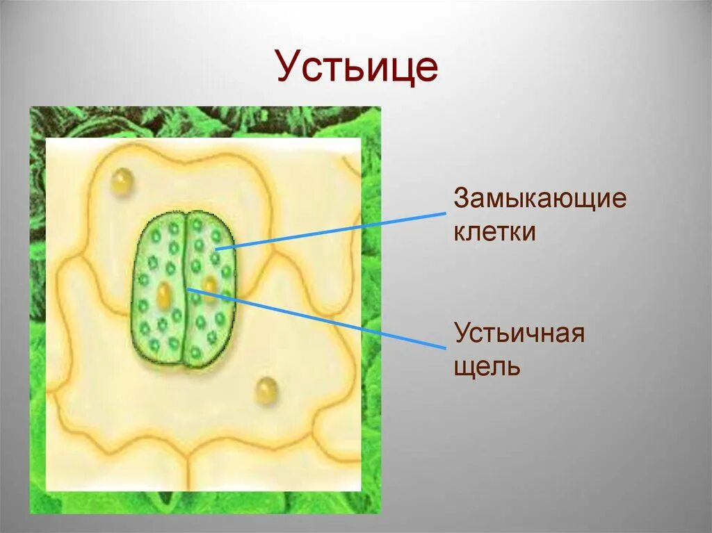 Кожица листа герани под микроскопом Рассмотреть кожицу листа одуванчика