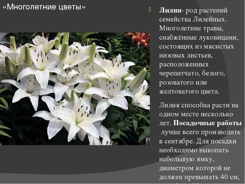 О, ЛИЛИЯ, НЕЖНА, БЛАГОУХАННА.... Обсуждение на LiveInternet - Российский Сервис 