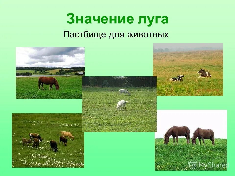 Влияние человека на луг. Значение луга для человека. Значение сообщества для человека луг. Значение сообщества для луга. Как использует луга человек 4 класс.