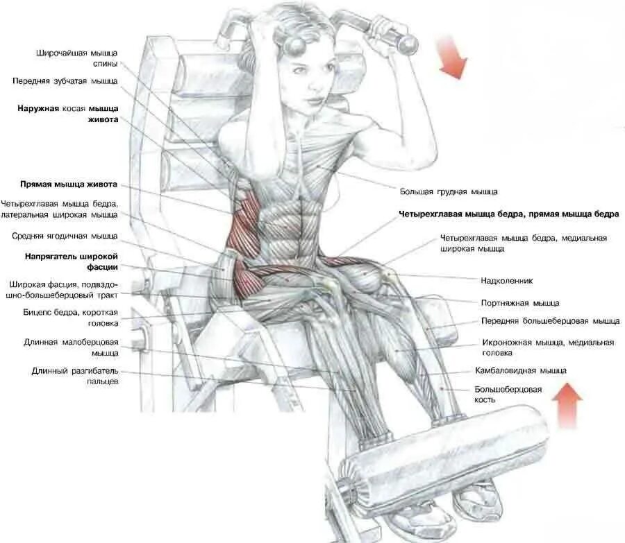 Тренажеры для пресса в тренажерном зале. Упражнения в тренажерном зале. Девушка в спортзале. Упражнения на пресв зале. Упражнения в тренажерном зале.