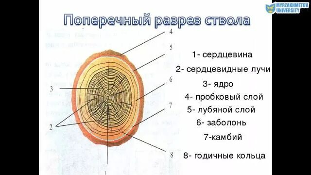 Определите названия каждого слоя