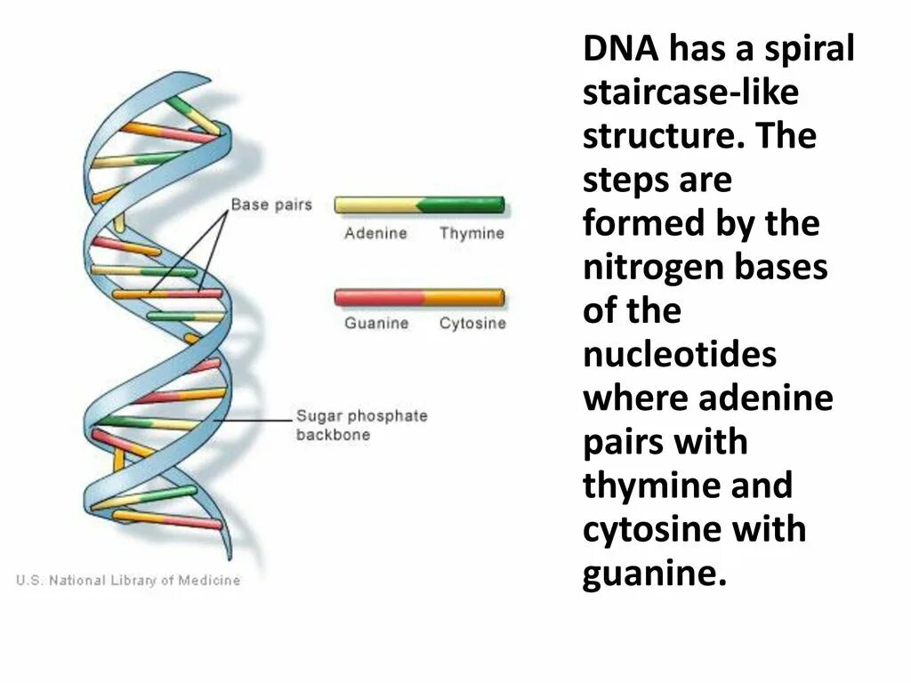 Образование новой днк. Структура ДНК. ДНК рисунок. DNA structure. Альтернативные структуры ДНК.