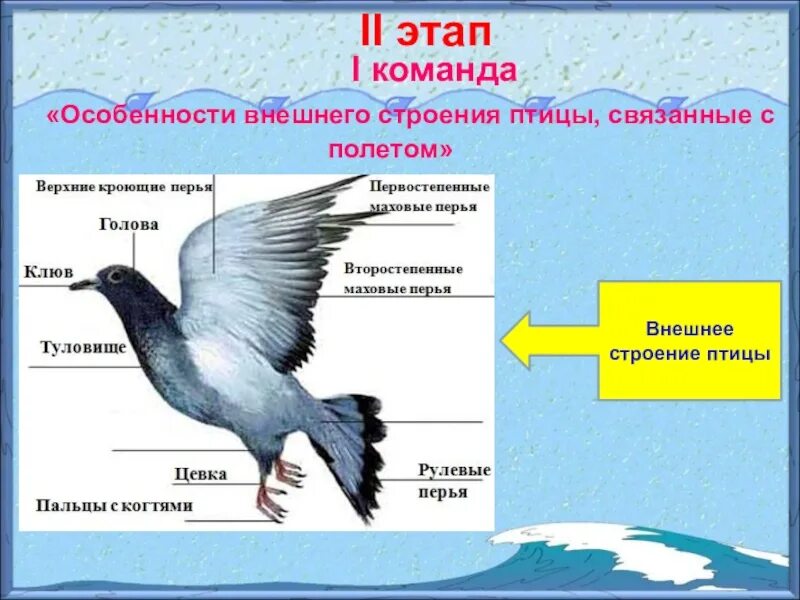 Форма тела птиц особенности строения значение. Строение птицы 7 класс биология. Строения птица 7 клас белогия. Внешнее строение птиц. Внешнее и внутреннее строение птиц.