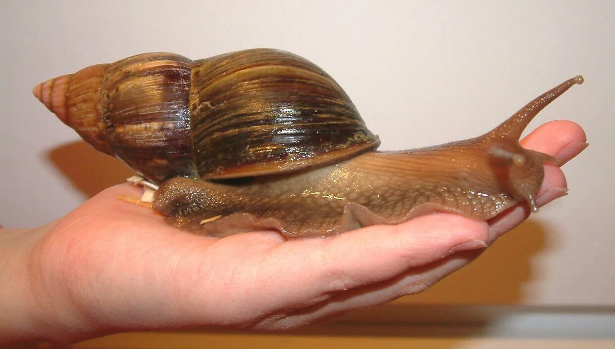 улитки ахатины achatina. ахатина фулика черная. королевская улитка. лечебные улитки ахатины. ахатина гигантская улитка.