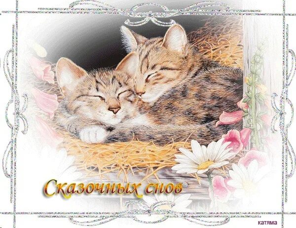 Гифки котиков спокойной ночи. Спокойной ночи сладких снов с котиками. Котенок. Спокойной ночи!. Открытки спокойной ночи с котиками. Сладких снов котенок.