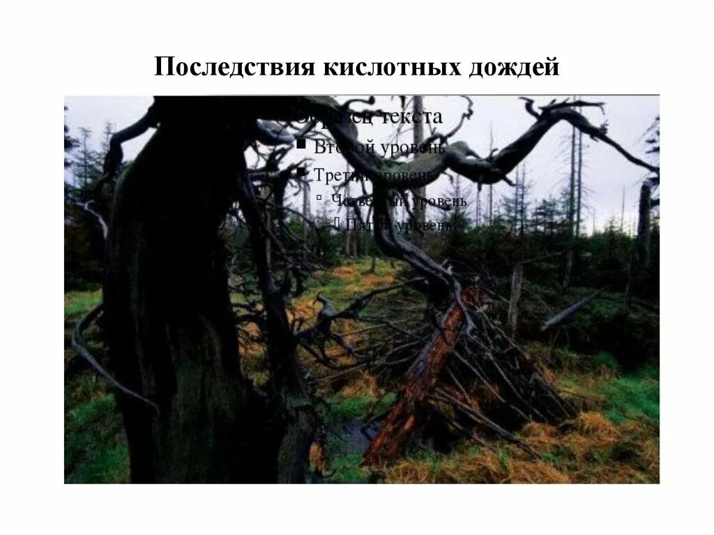 Отрицательные последствия выпадения кислотных осадков. Кислотные дожди последствия для человека. последствия кислотных остатков. последствия кислотных осадков до и после фото. последствия кислотных дождей фото на людях.