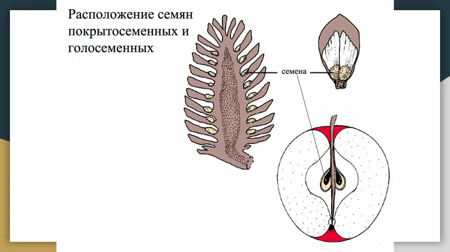 Строение голосеменных и покрытосеменных. Расположение семян у голосеменных растений. Расположение семян у покрытосеменных растений. Семя покрытосеменных растений и голосеменных. Расположение семени у голосеменных и покрытосеменных.