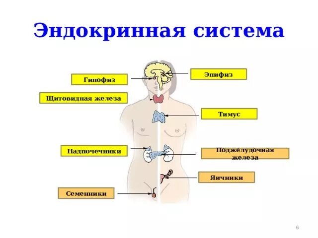 Эндокринная система железы внутренней секреции. .Система желез внутренней секреции. Функции. Эндокринная система тимус. Эпифиз железа внутренней секреции. Железы биология 9 класс
