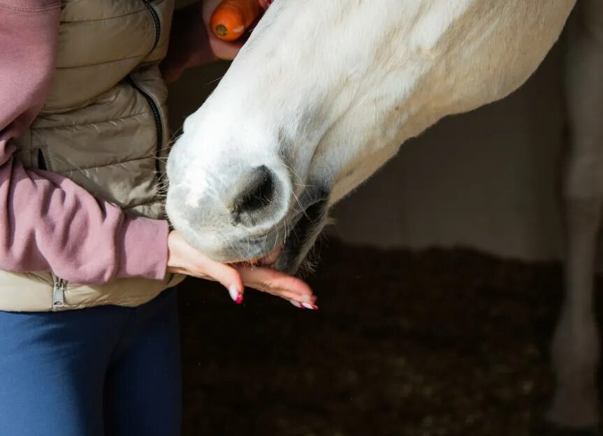 Булонский тяжеловоз лошадь. Horse come. Лошади обнимаются шеями. Лошадь кобыла. Лошади скакуны.