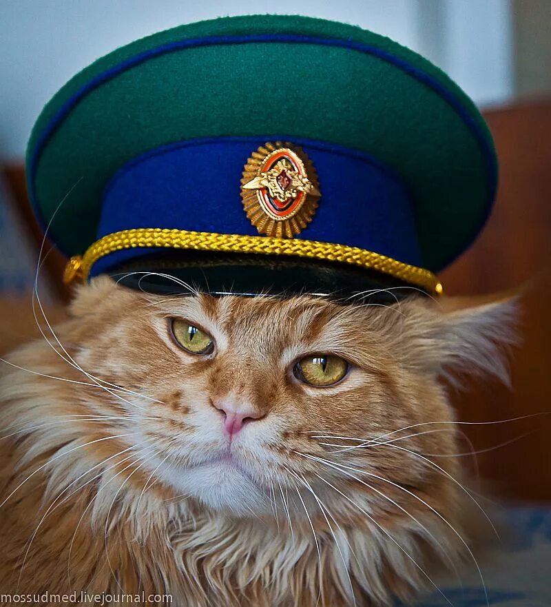 Army cat